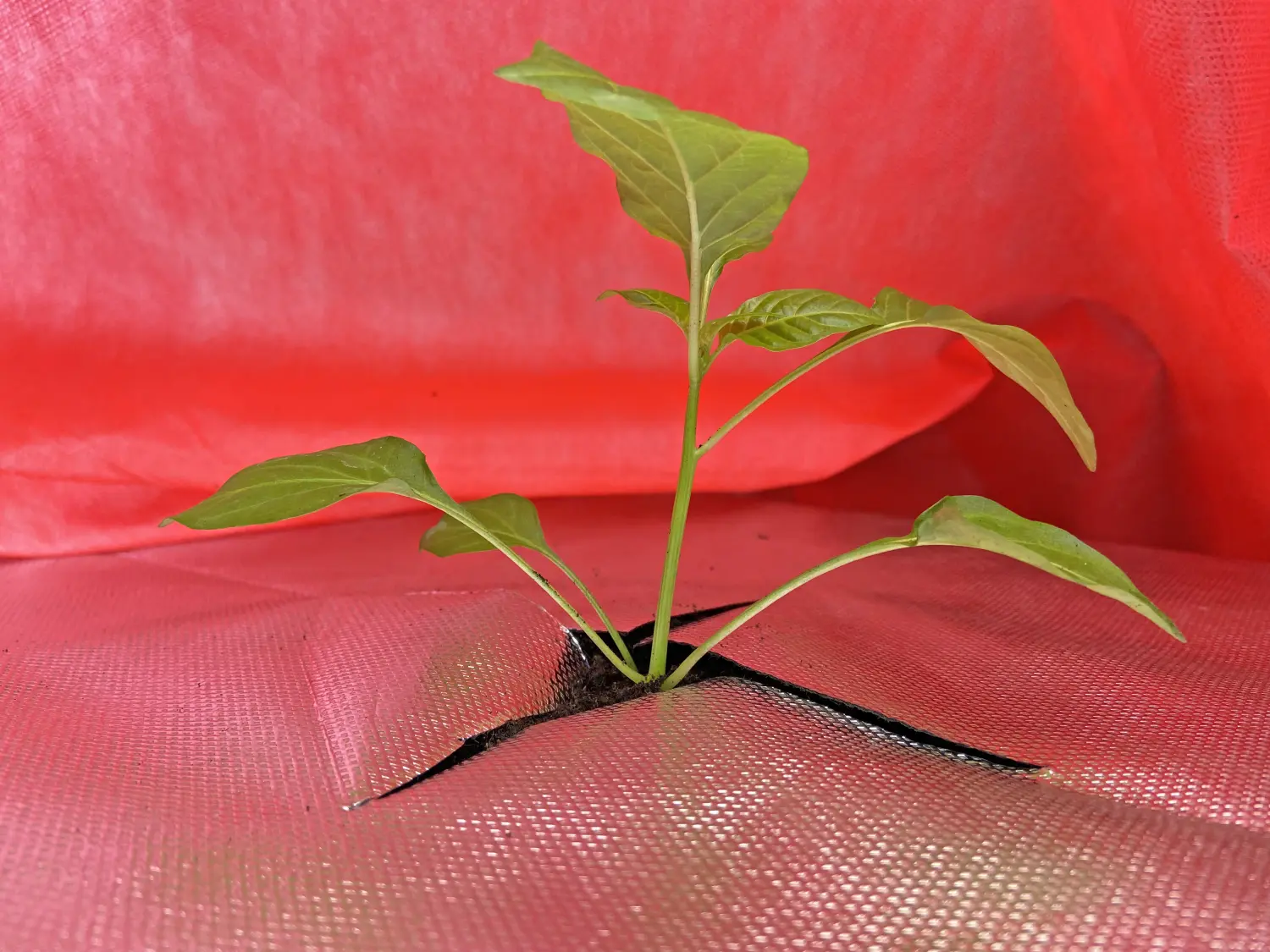 Агротекс двойная защита Бело-красный 60, 3,0*100 м, рул