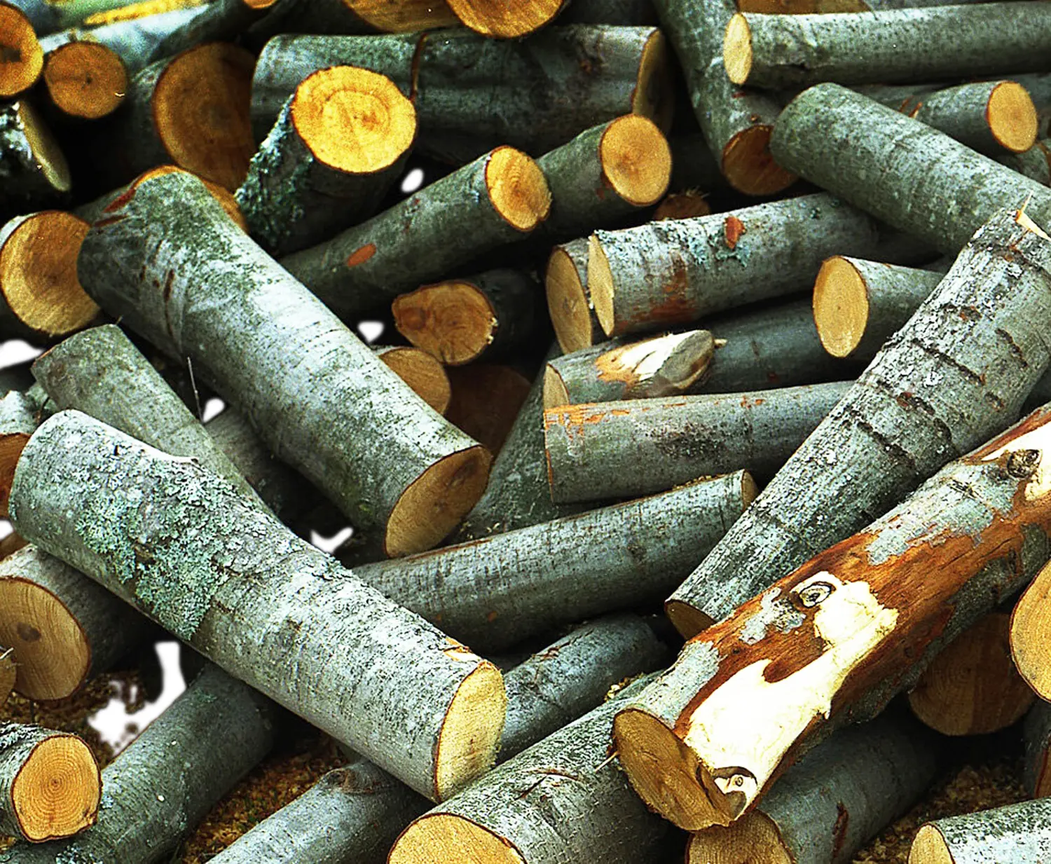 Полено березовое, Ø 5-10, h 50 см, шт.