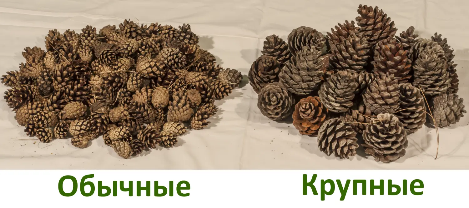 Шишки сосновые крупные (240-300 шт), 60 л