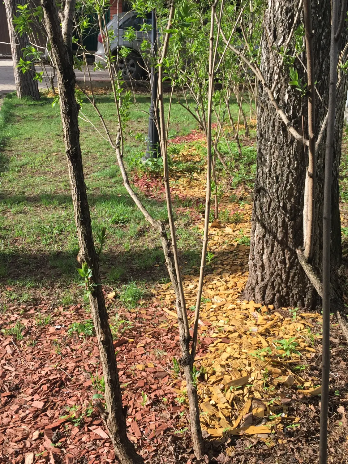 Щепа декоративная, желтая, 60 л