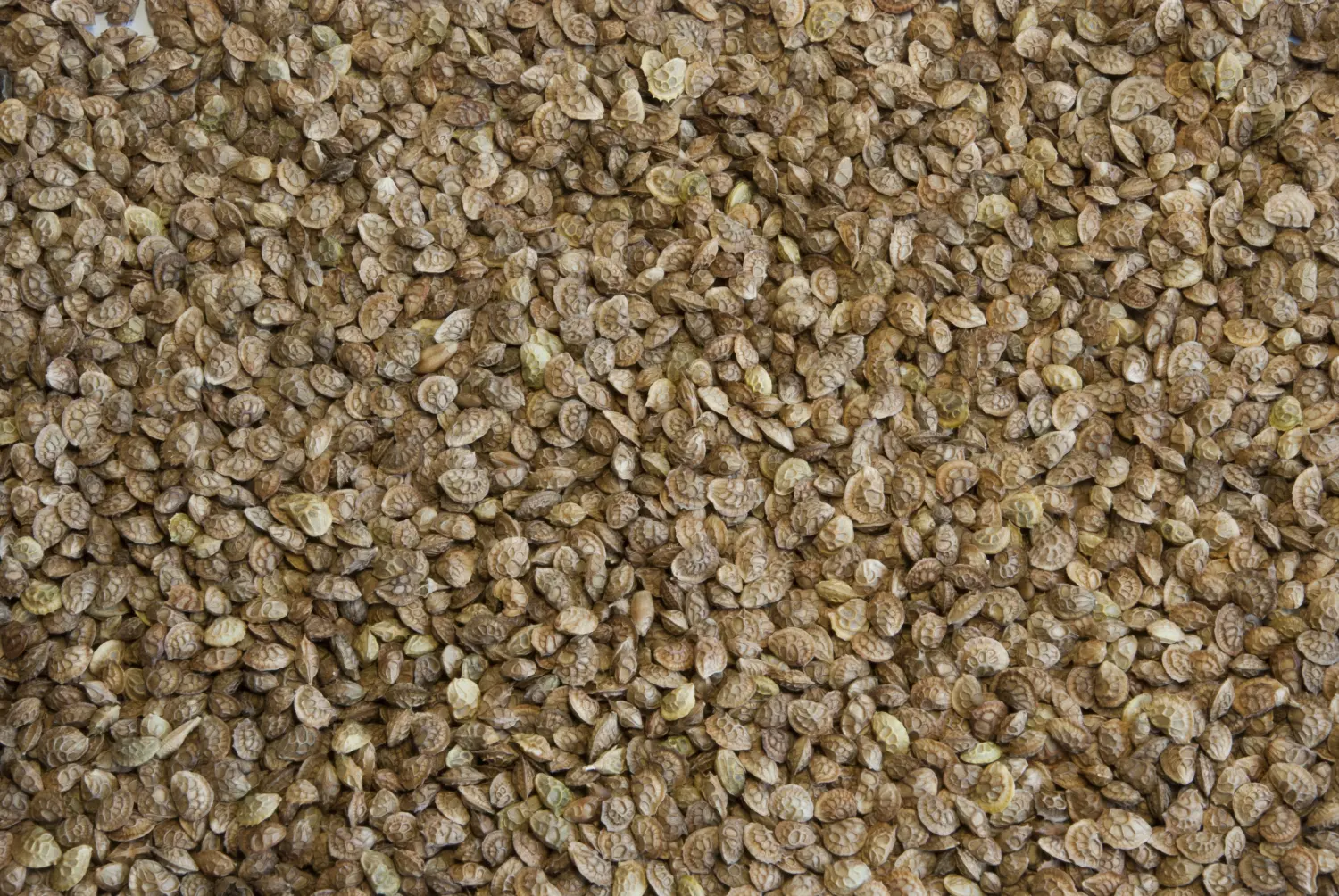 Сидерат Эспарцет, 0,4 кг