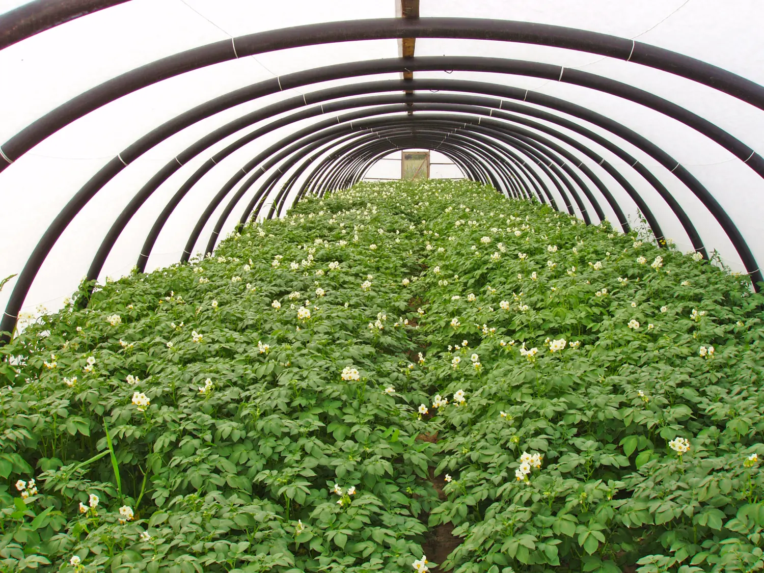 Агротекс Белый 42, 3,2*10 м, уп