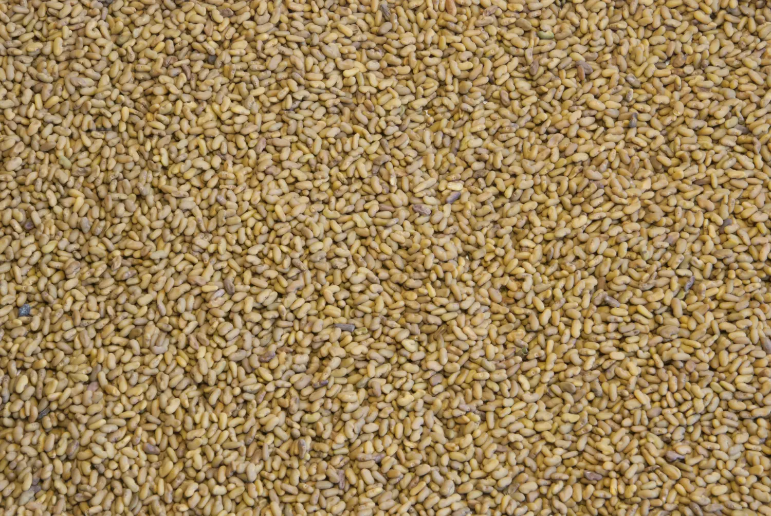 Сидерат Козлятник, 0,5 кг