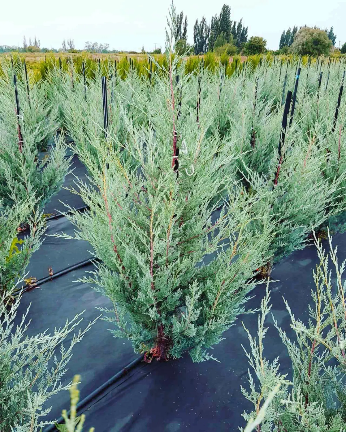 Агротекс перфорированный Черный 60, 1,6*10 м, уп