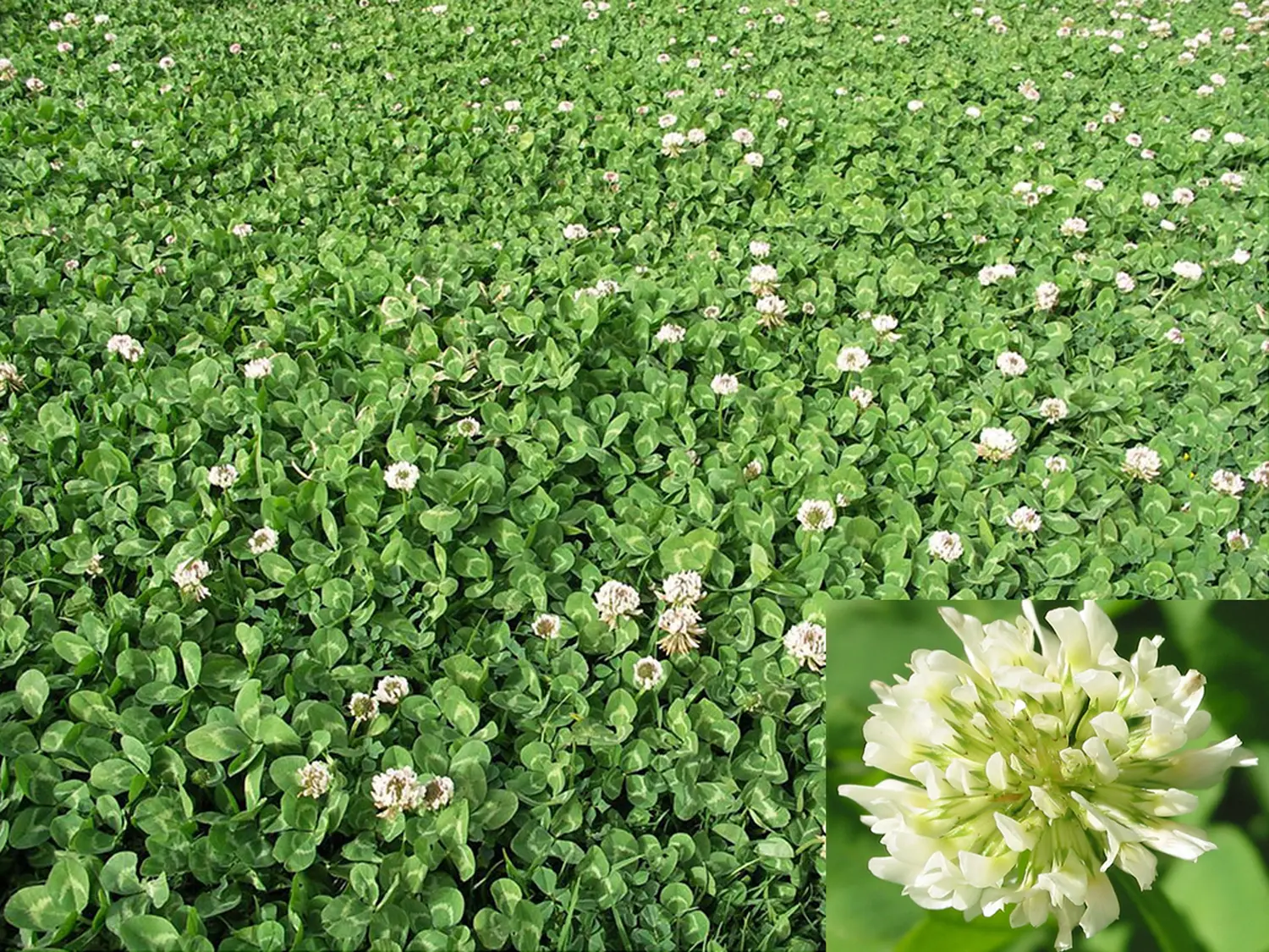 Сидерат Клевер белый-ползучий, 0,5 кг