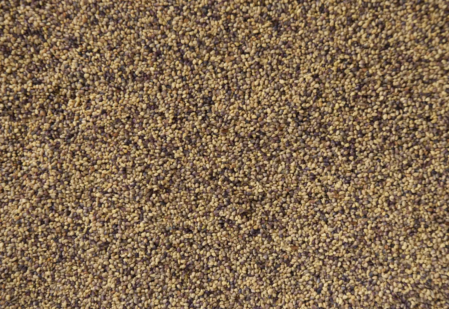 Сидерат Клевер красный-луговой, 0,5 кг