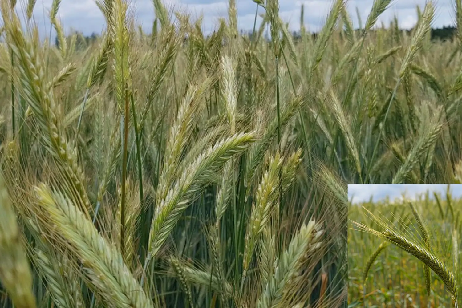 Сидерат Рожь, 1,0 кг