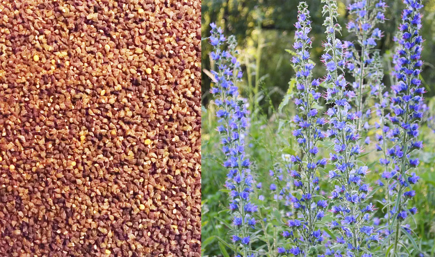 Сидерат Синяк, 0,5 кг