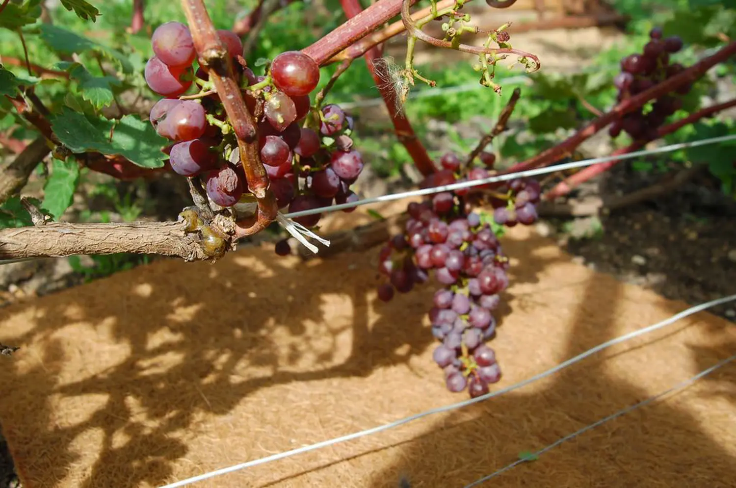 Nekura Укрытие кокосовое "Мульчаграм", 0,75 x 6 м, рул