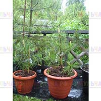 Саженцы кедра для дачи и даже для квартиры