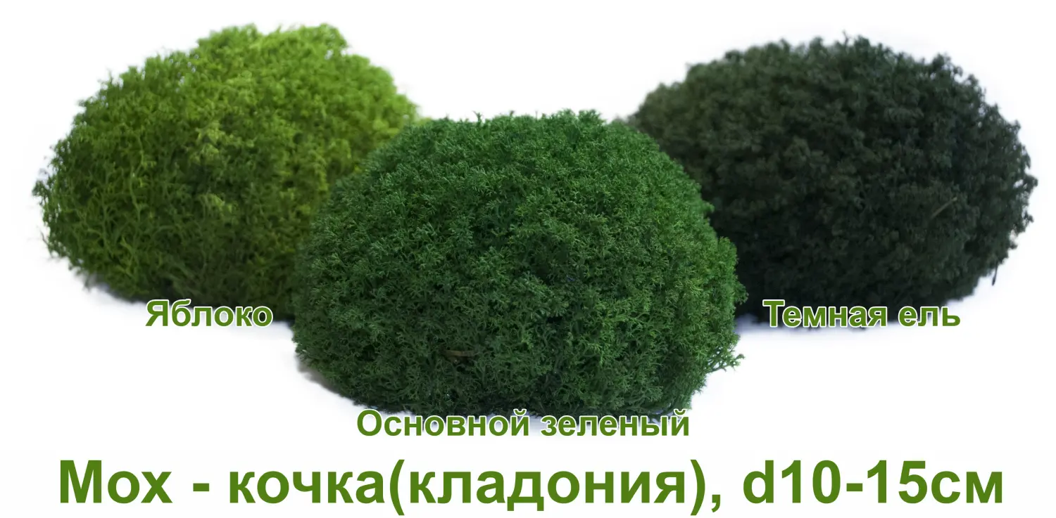 Мох - кочка 'кладония', Темная ель, Ø 10-15 см, шт