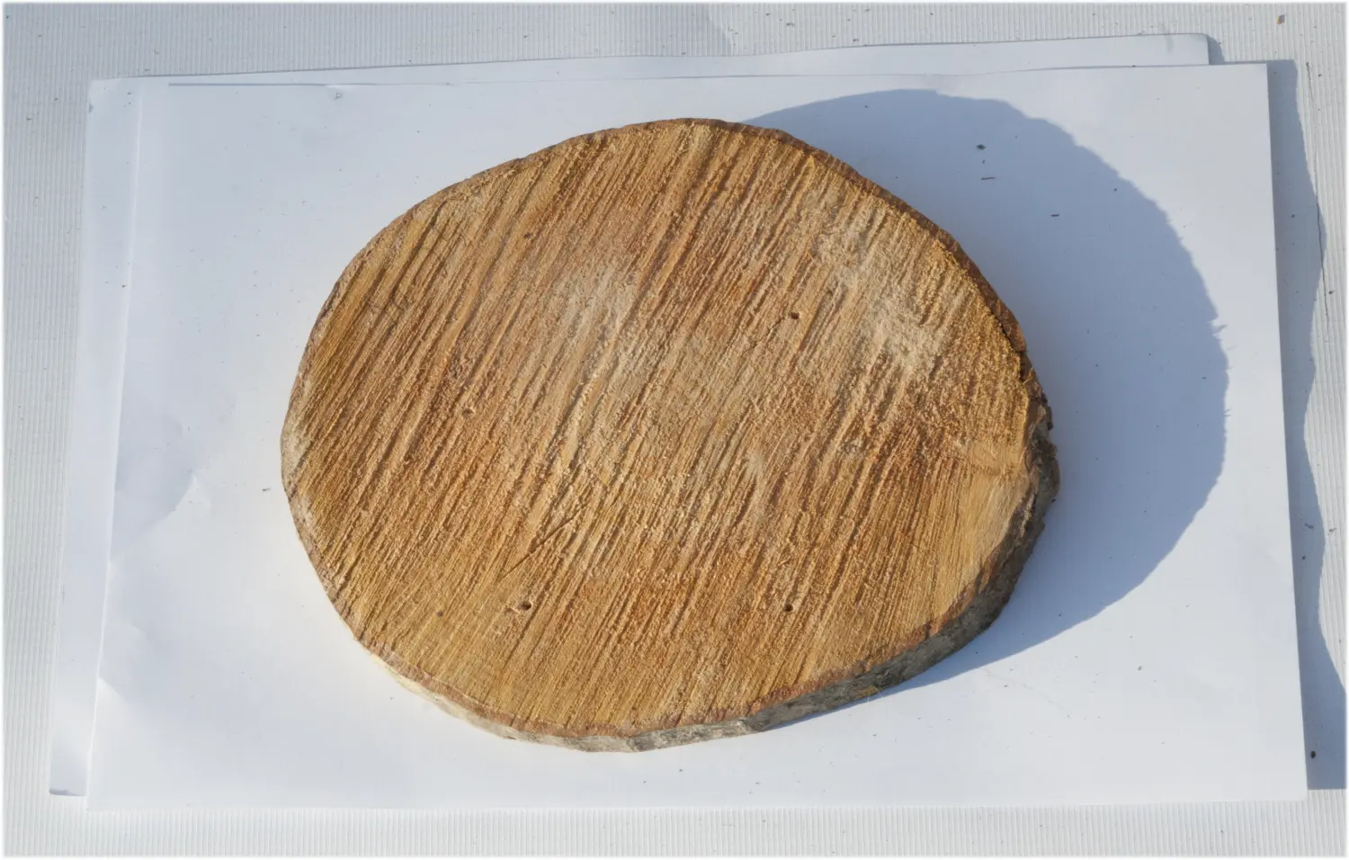 Спил ольха шлифовка СОлШ1 (Ø 20-25см, h 2см), шт