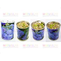 Цветы в банках для выращивания в домашних условиях