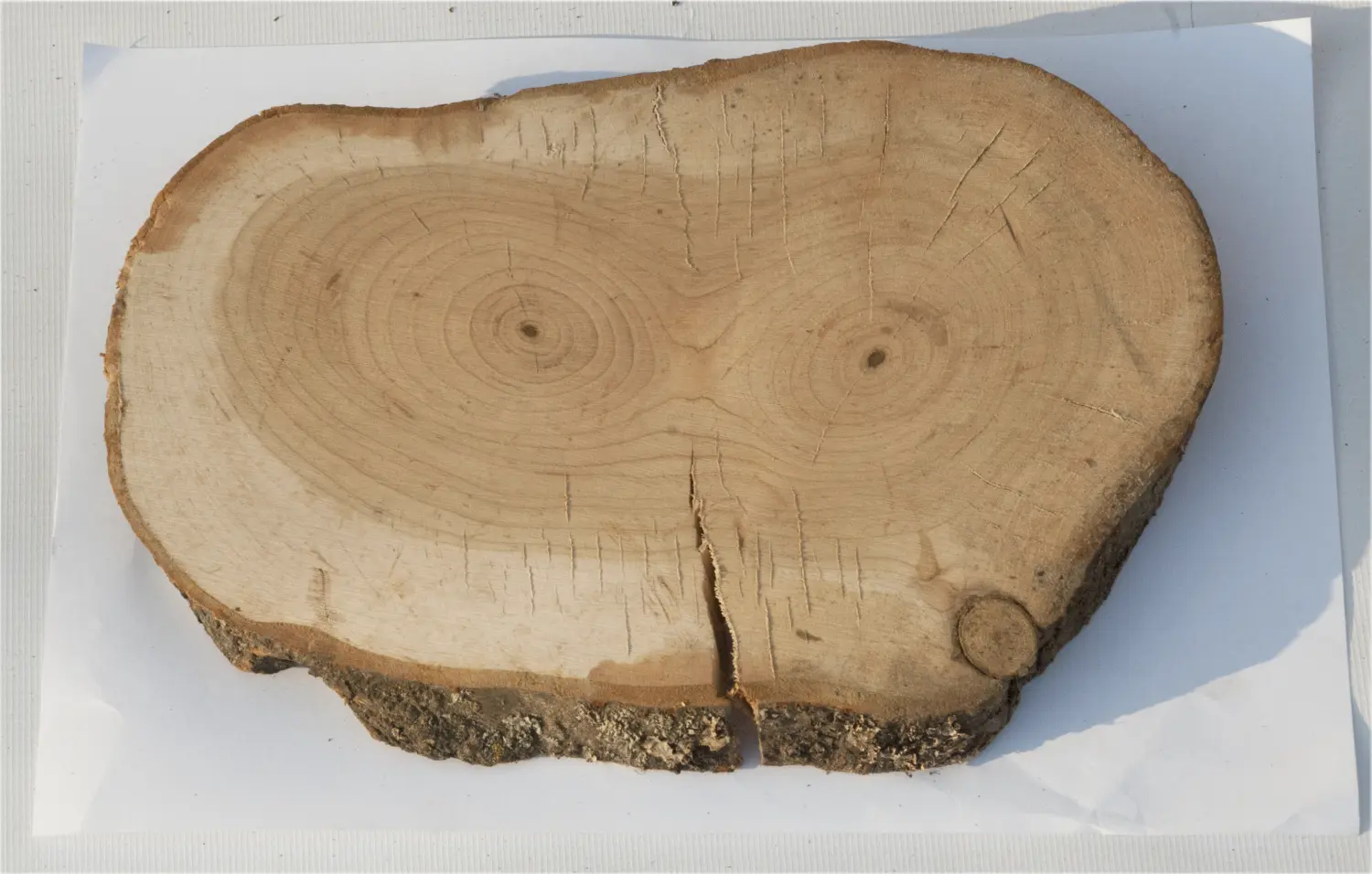 Спил черемуха шлифовка СЧШ1, (Ø 20-25 см, h 2-3см), шт