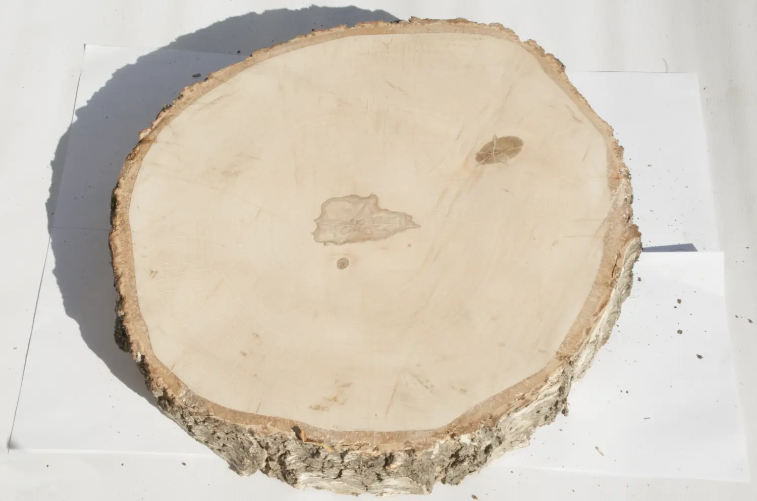 Спил береза шлифовка СБШ1, (Ø 40-50см, h 8-10см), шт