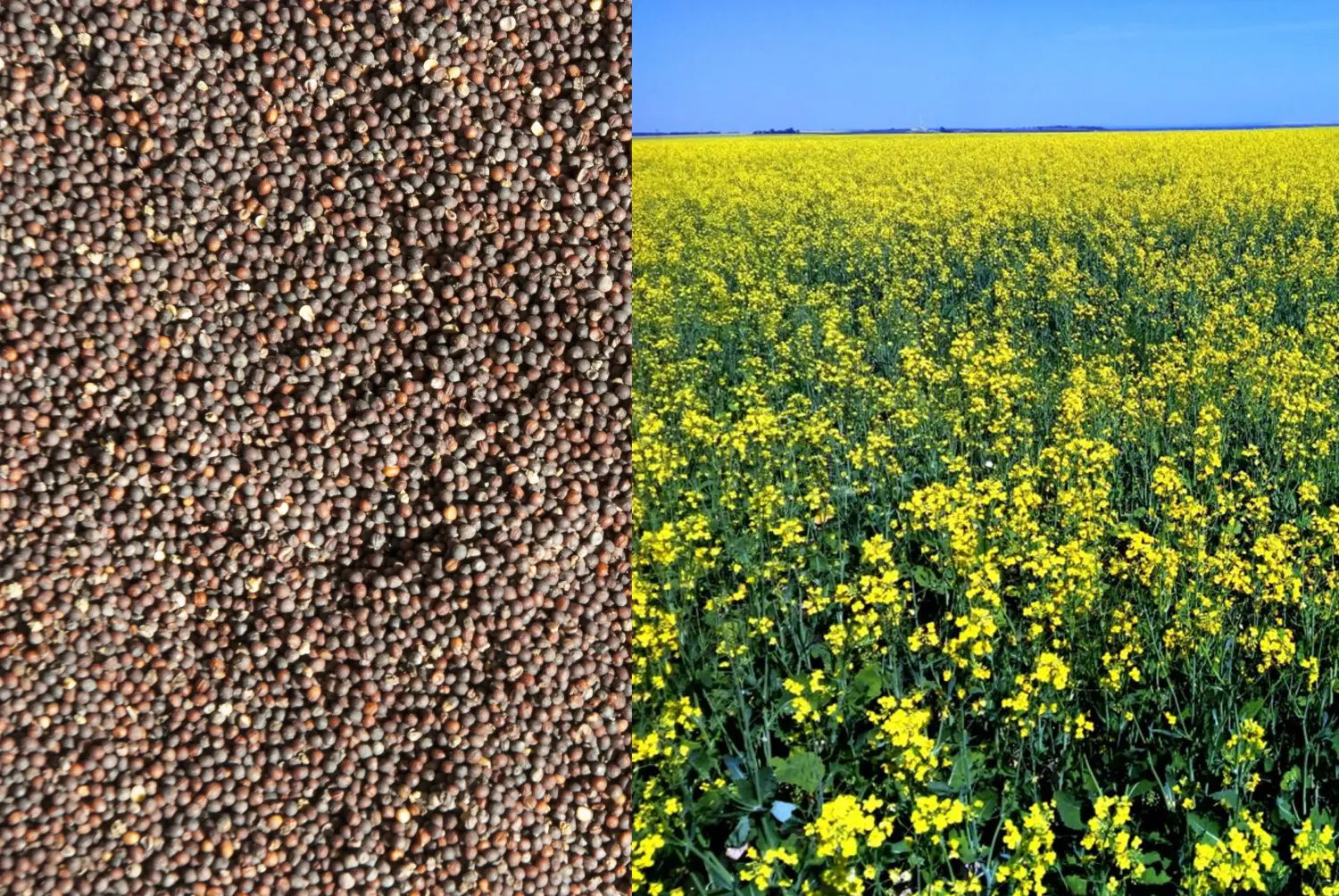 Сидерат Рапс, 0,5 кг