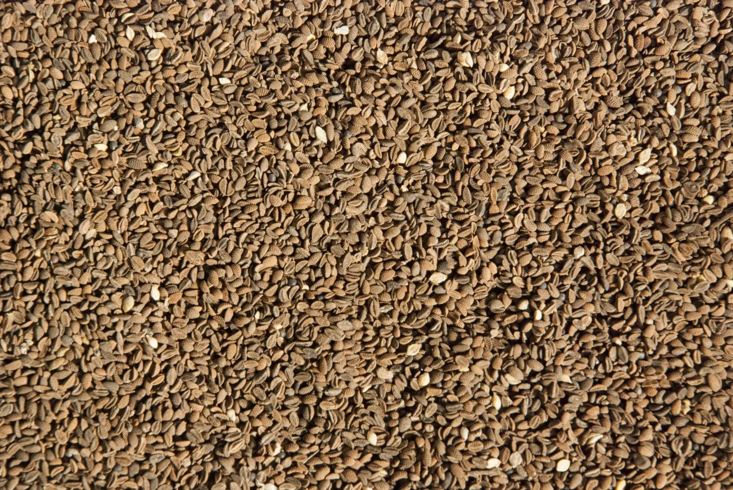 Сидерат Фацелия, 0,3 кг