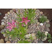 Как самостоятельно благоустроить дачный участок