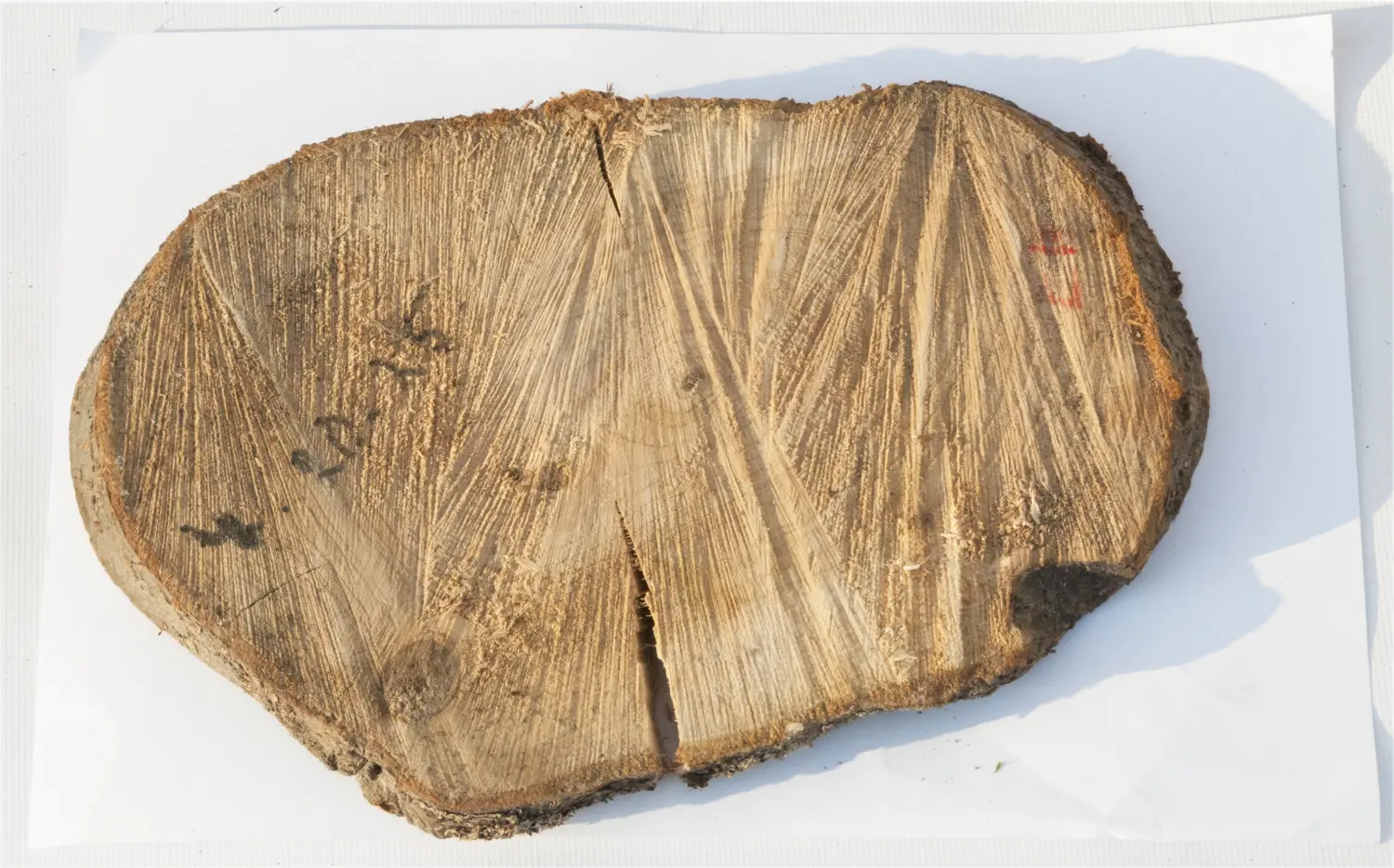 Спил черемуха шлифовка СЧШ1, (Ø 20-25 см, h 2-3см), шт