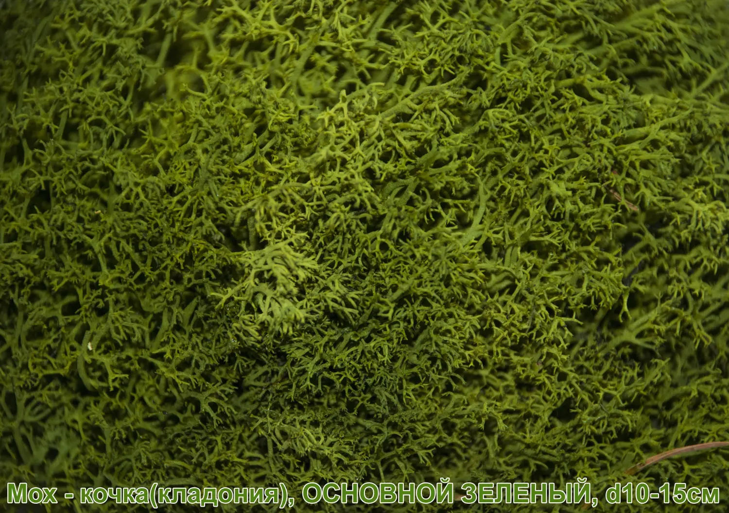 Мох - кочка 'кладония', Яблоко, Ø 10-15 см, шт