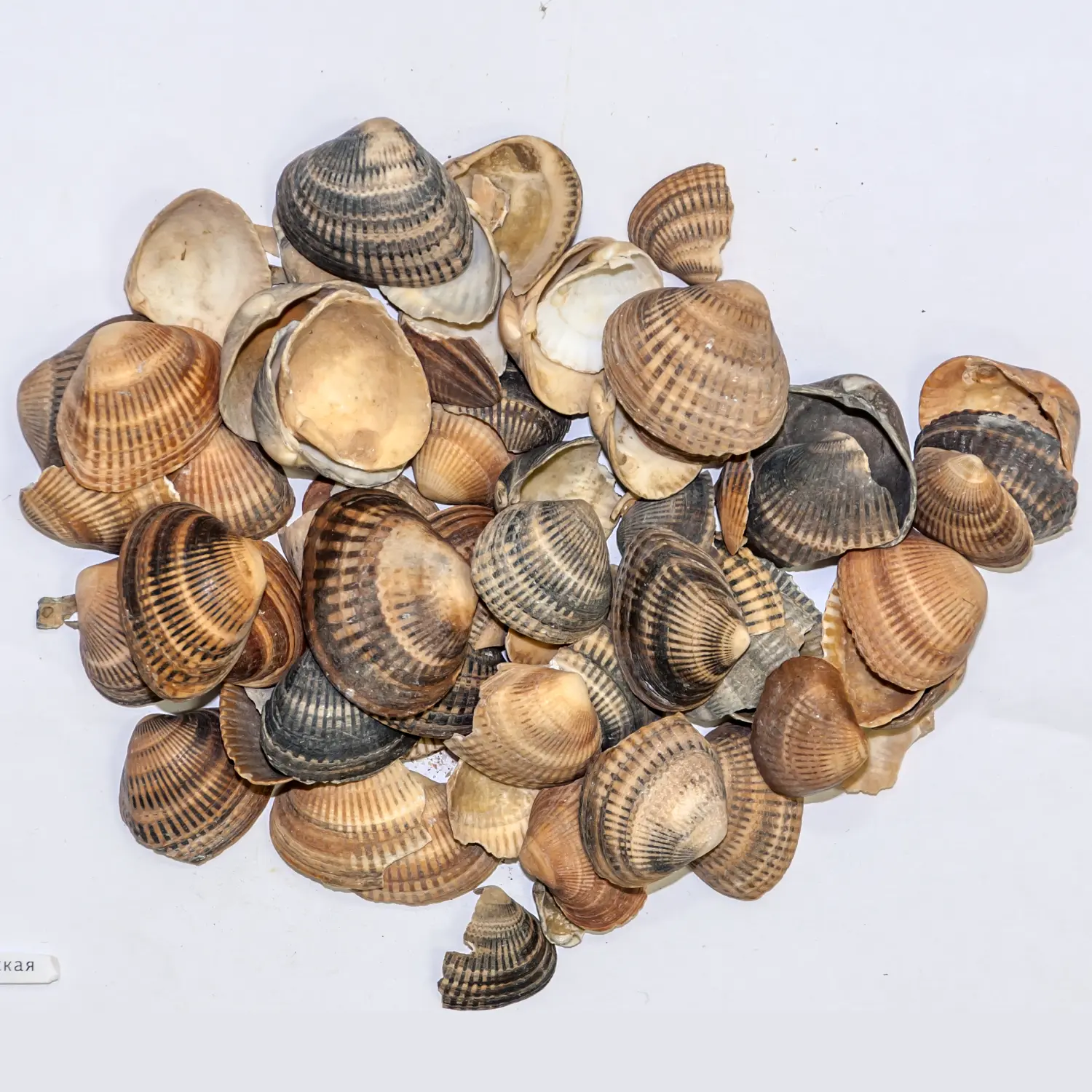 Ракушка морская, 10-40 мм, ~25 кг 