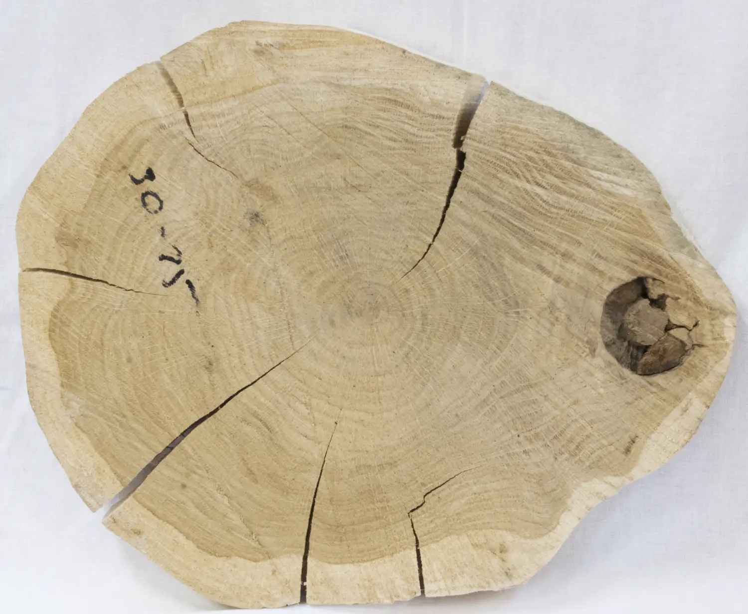 Спил дуб шлифовка СДШ2, (Ø 30-35см, h 3см), шт