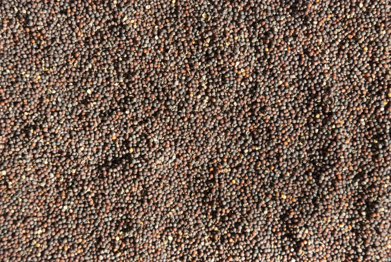 Сидерат Рапс, 0,5 кг