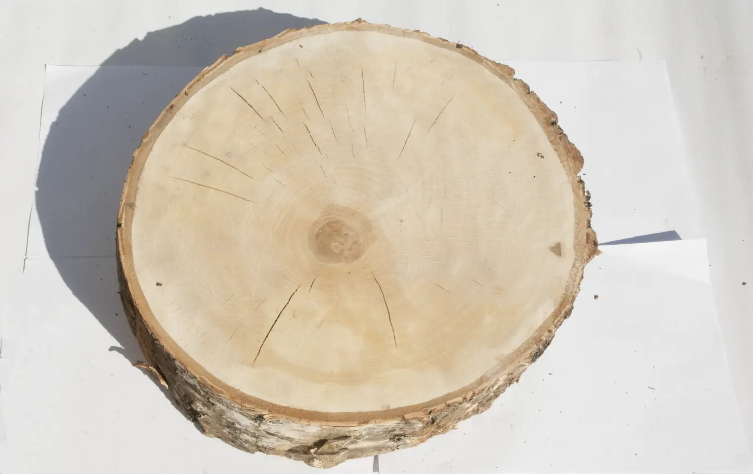 Спил береза шлифовка СБШ1, (Ø 35-40см, h 8-10см), шт