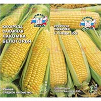 Царица полей кукуруза на вашем участке