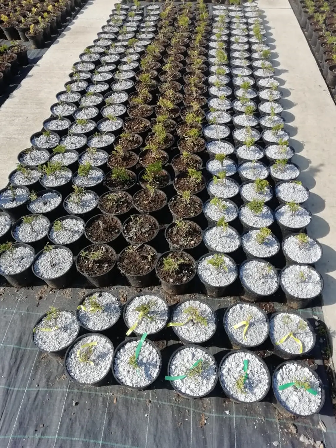 Мульча целлюлозная сухая (разнофракционная), 50 л, 20 кг 