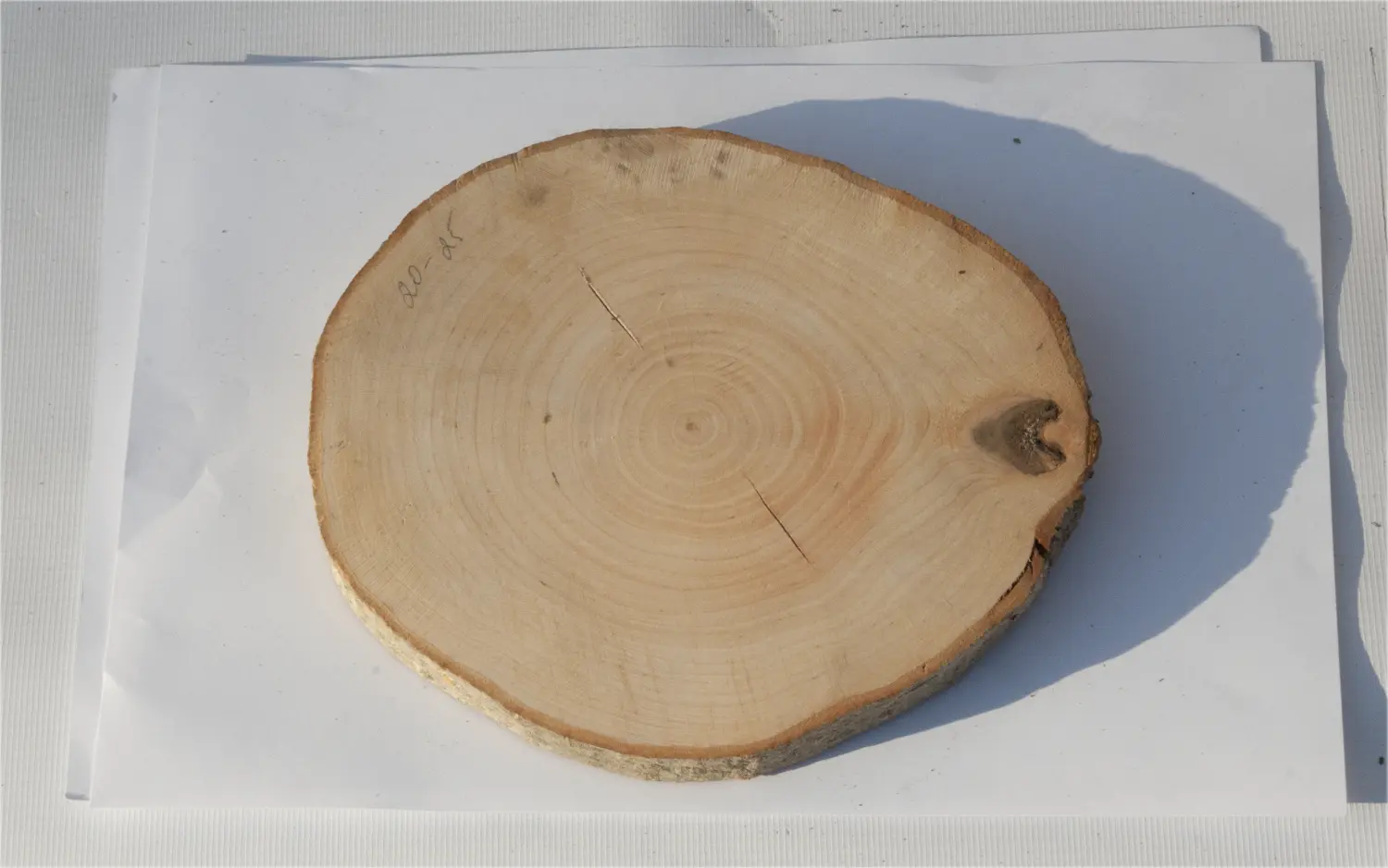 Спил ольха шлифовка СОлШ1 (Ø 20-25см, h 2см), шт
