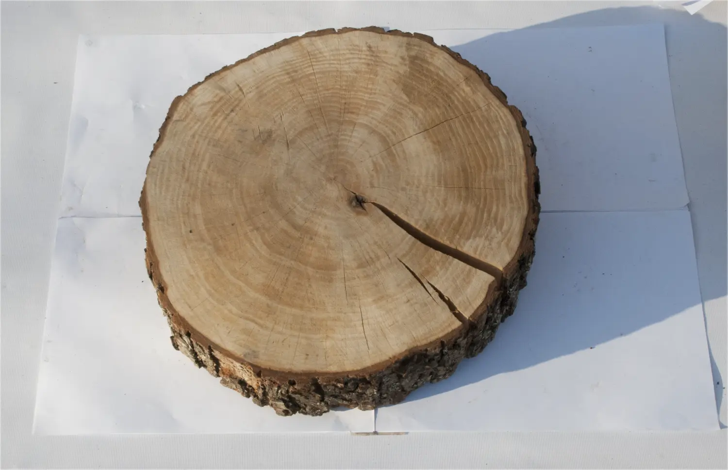 Спил ольха шлифовка СОлШ1 (Ø 35-40см, h 8-10см), шт