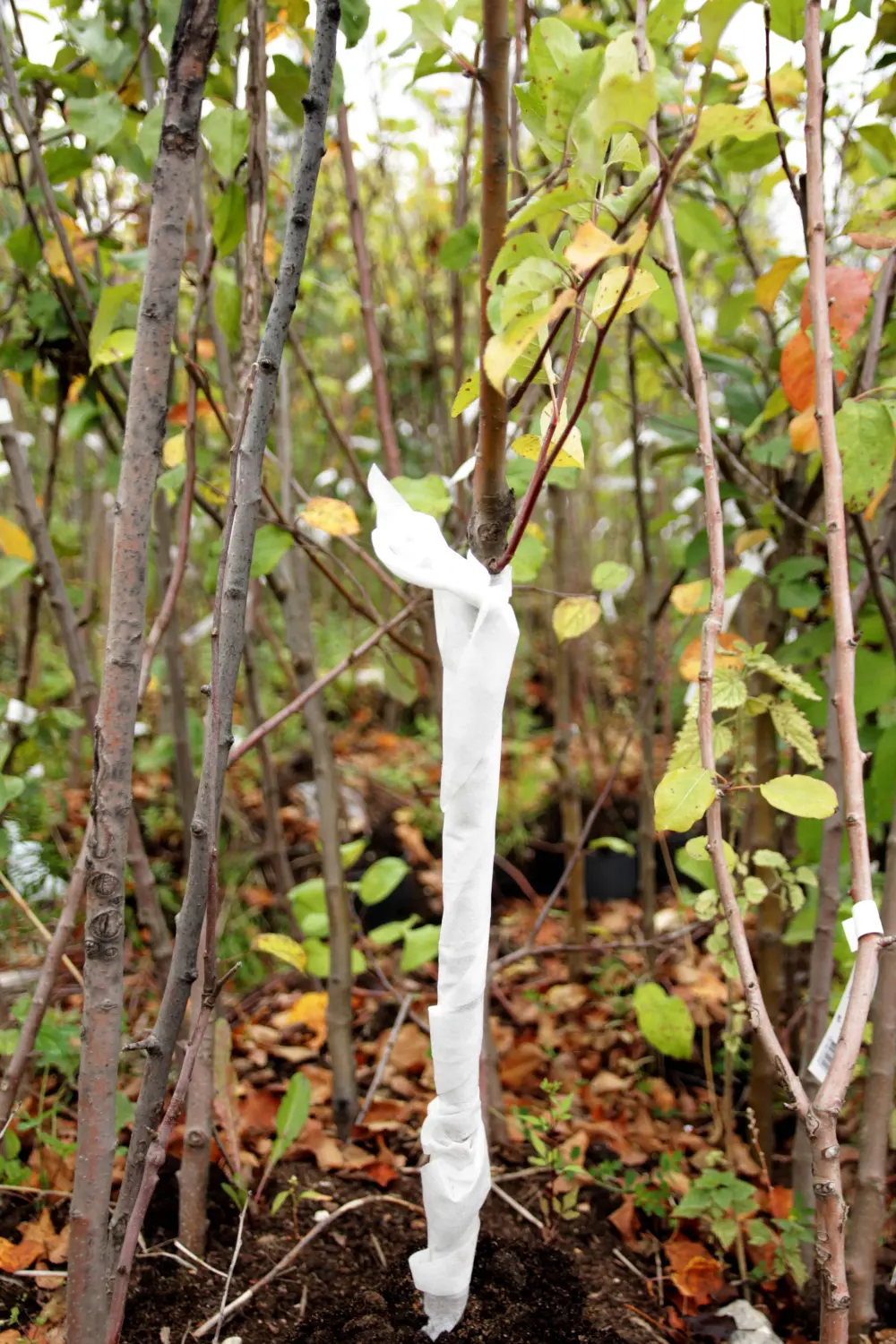 Бинт садовый отрывной УФ, 0,16*50 м