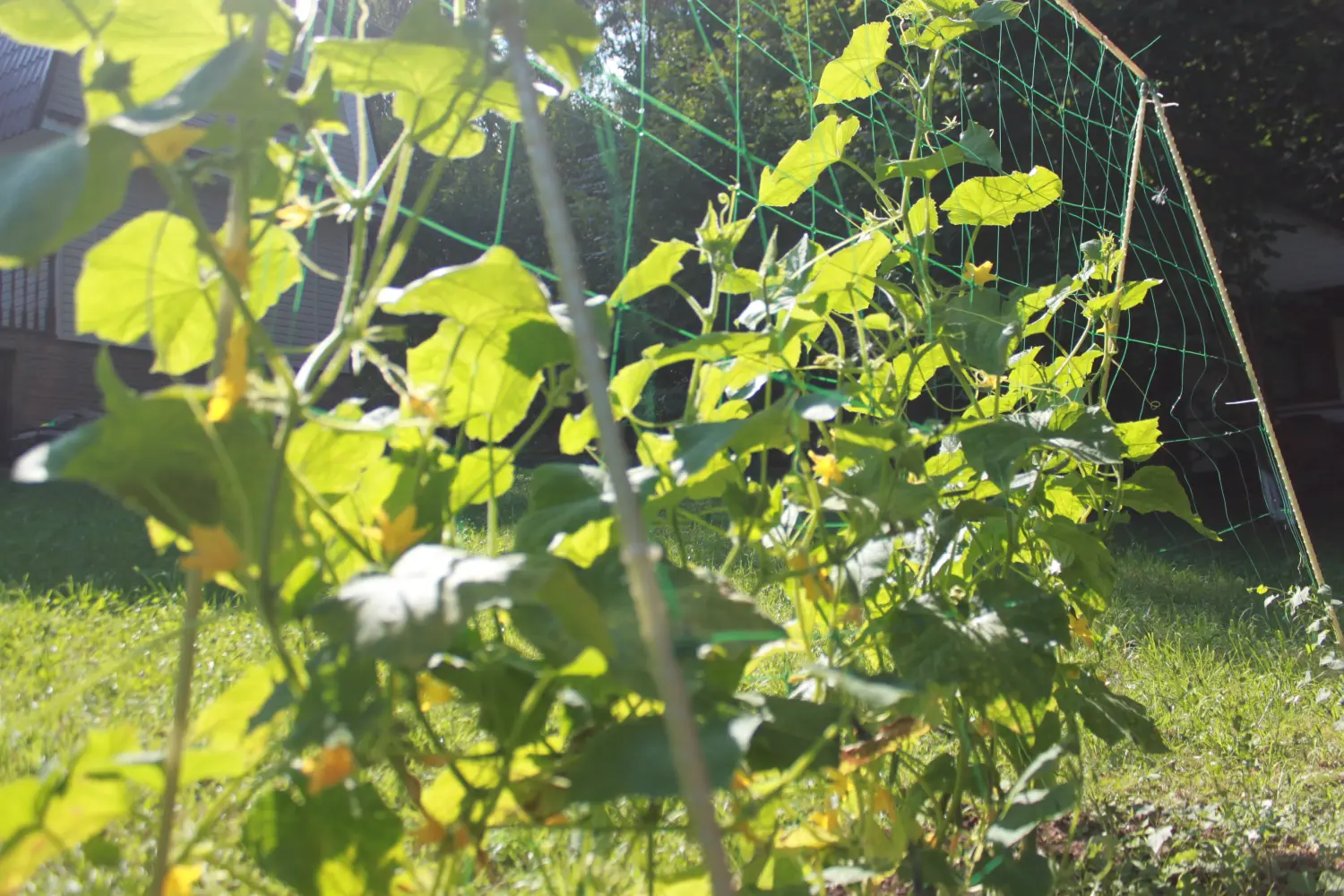 Шпалера для огурцов (двускатная), композитная, 200 * h 180 см, уп