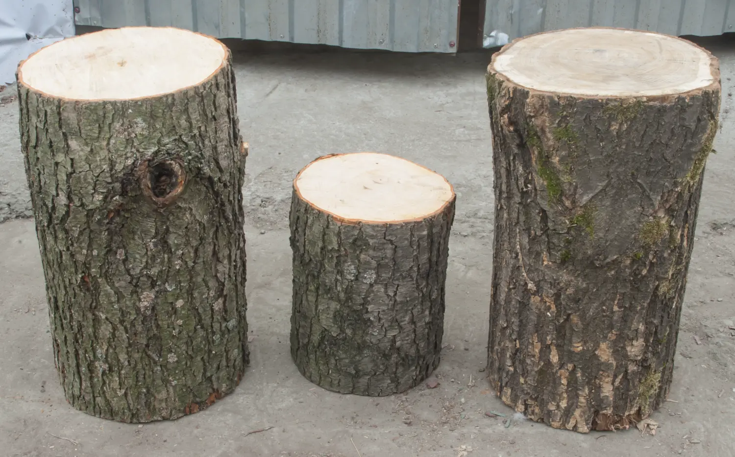 Чурбак дубовый, Ø 20-25, h 30 см