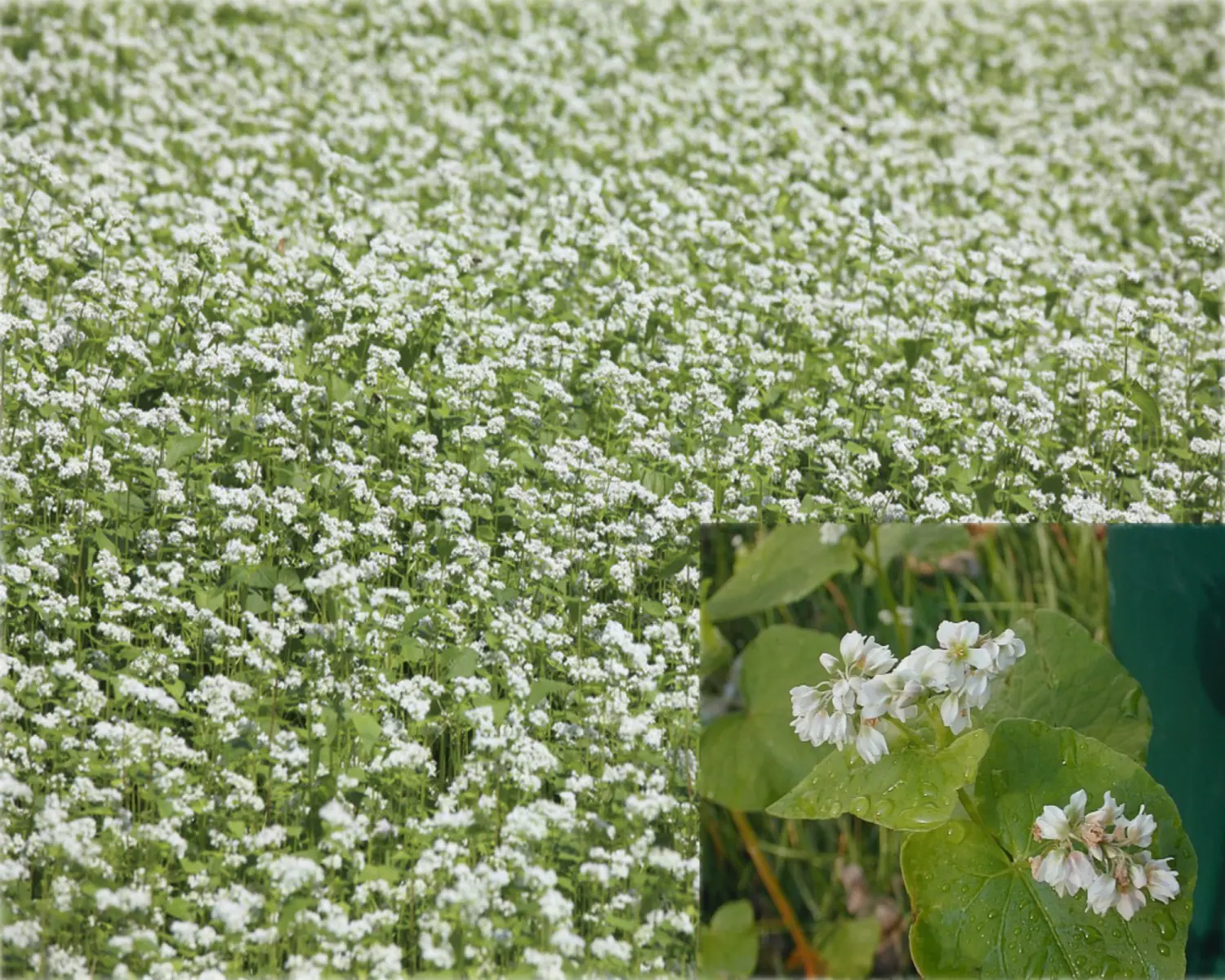 Сидерат Гречиха, 0,5 кг