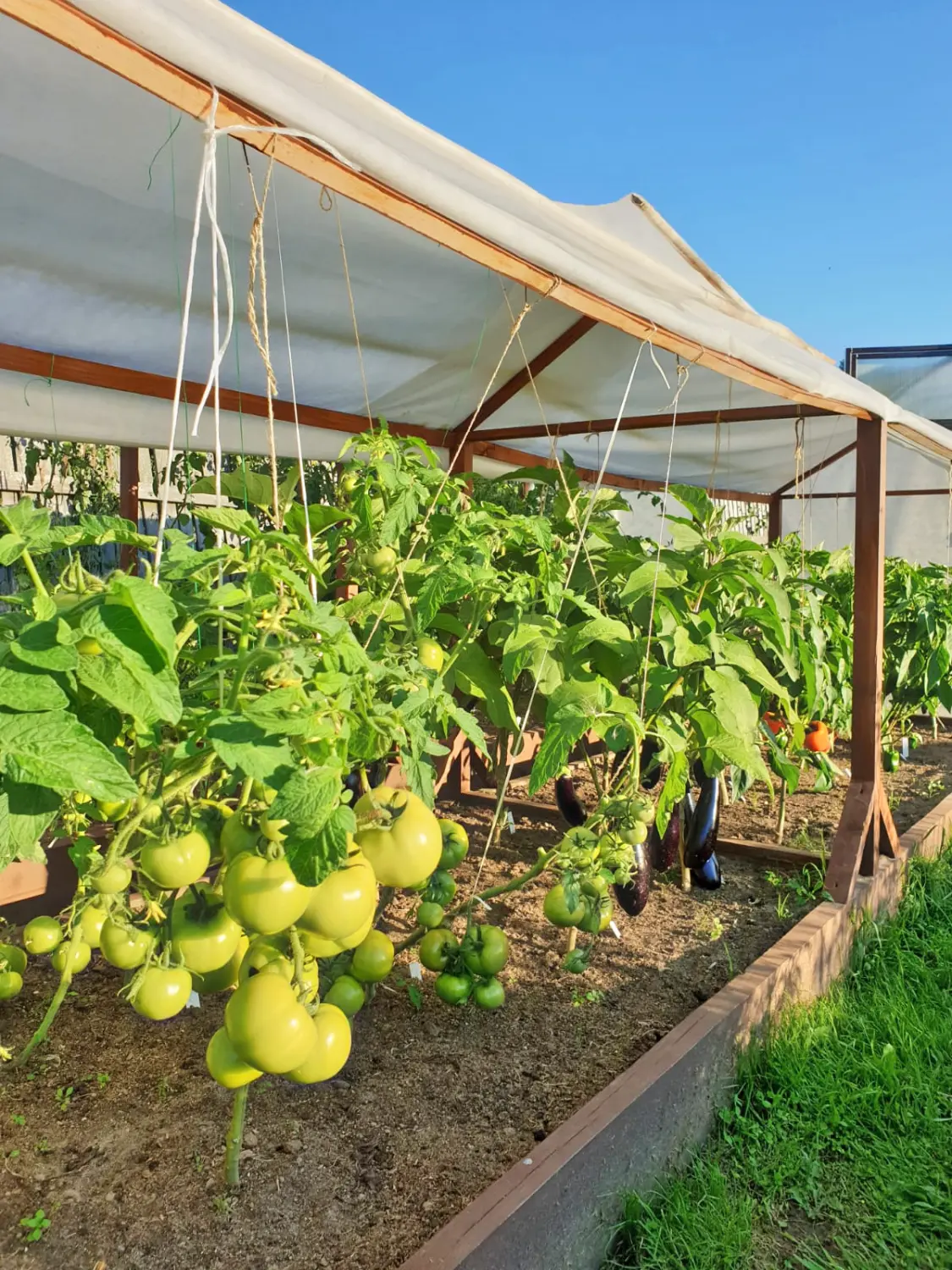 Агротекс Белый 60, 3,2*200 м, рул