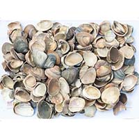 Морские ракушки – еще один красивый и натуральный материал