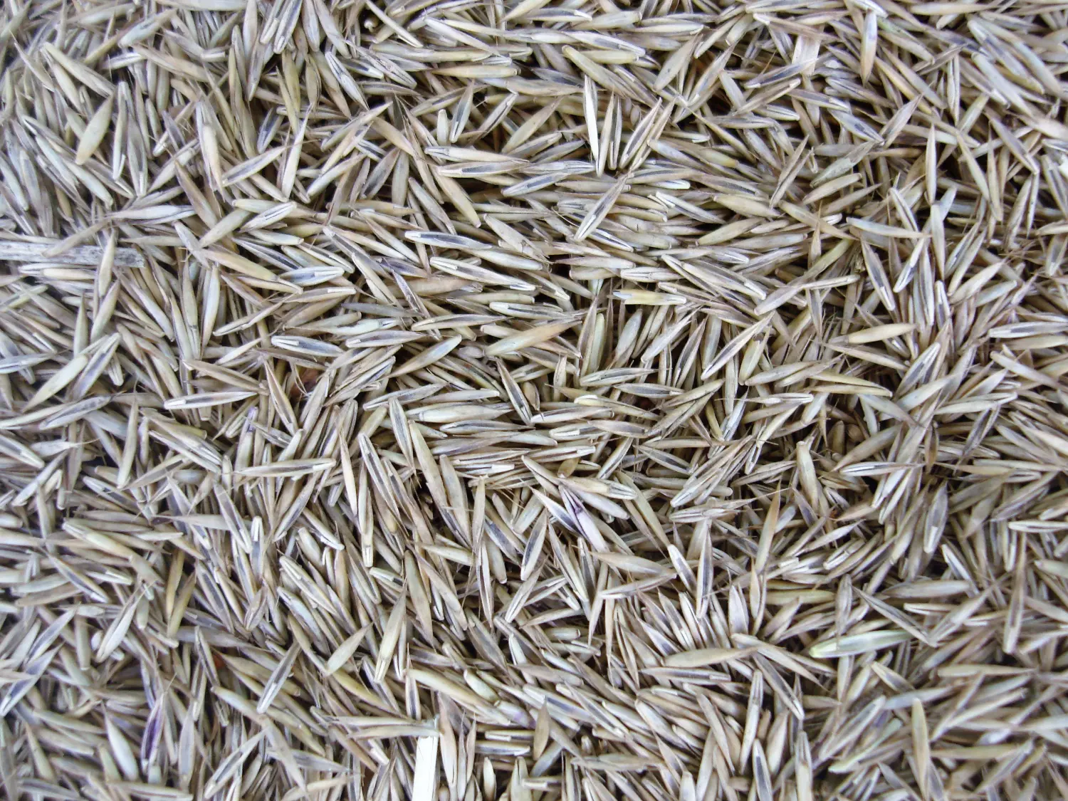 Трава Овсяница красная, 0,5 кг