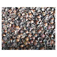 Нужна долговечная и красивая мульча - обратите внимание на скорлупу фундука