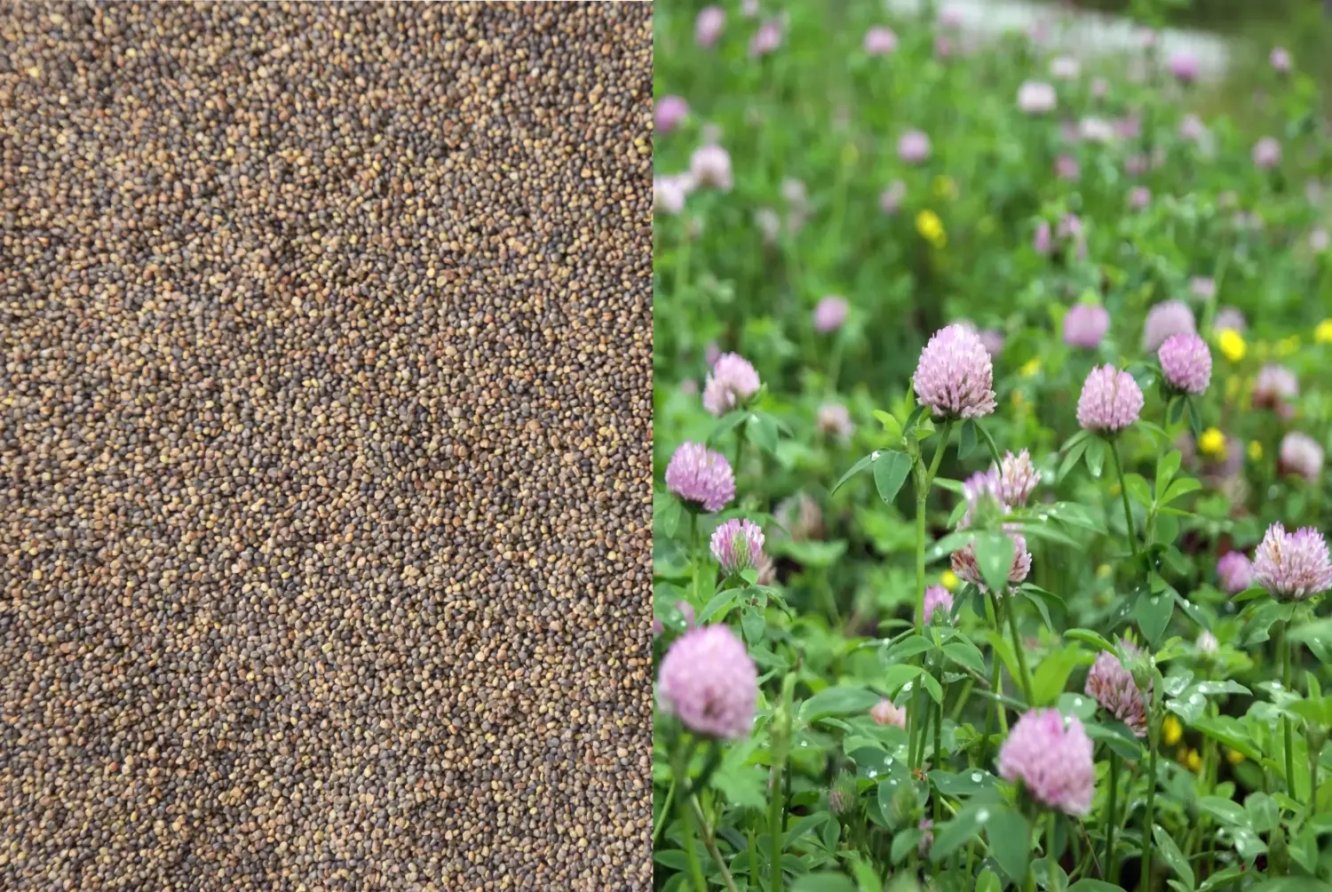 Сидерат Клевер гибридный, 0,5 кг