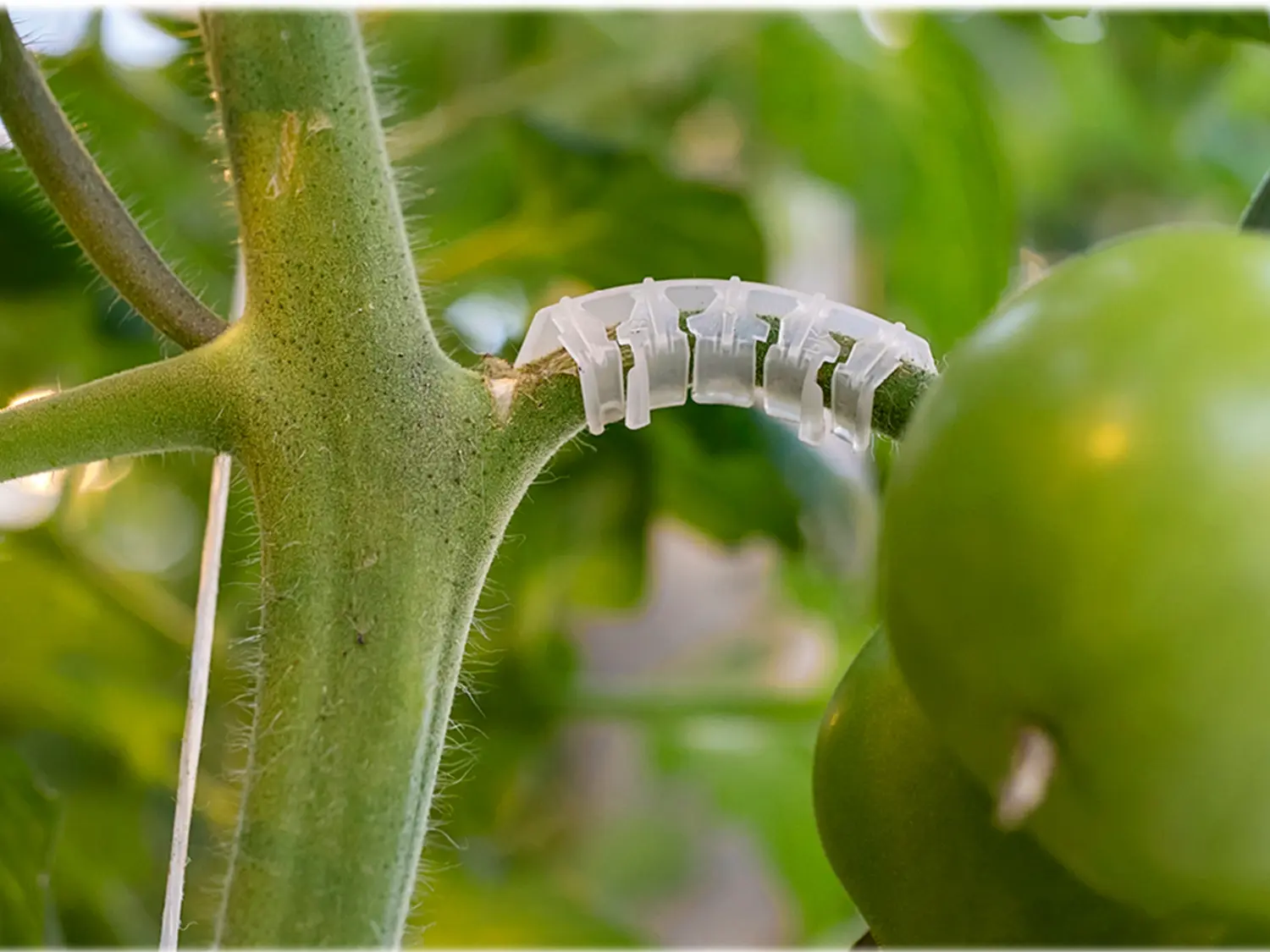 Кистедержатель для томатов "Улитка", 35 шт/уп