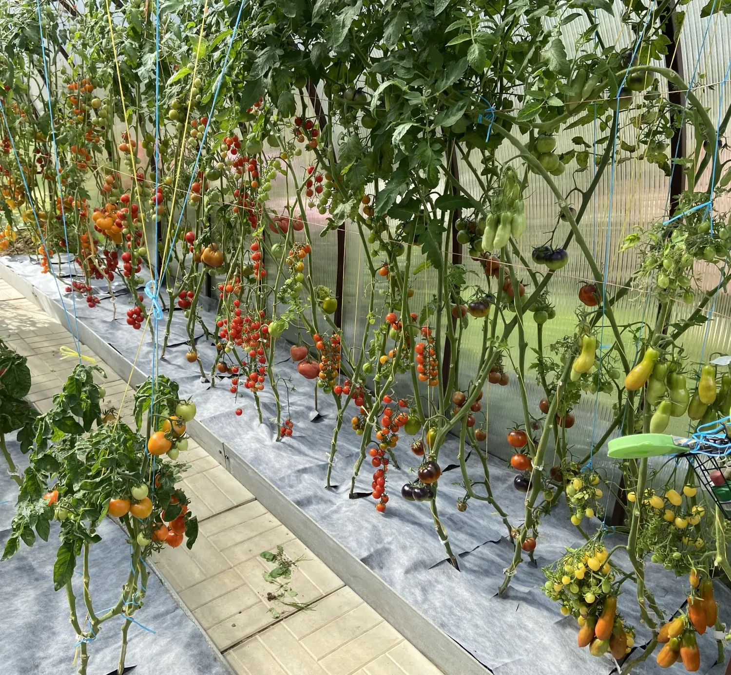 Агротекс двойная защита Бело-чёрный 80, 1,6*5 м, уп