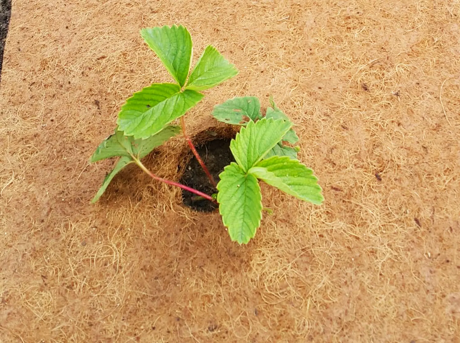 Nekura Укрытие кокосовое "Мульчаграм", 0,75 x 6 м, рул