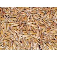 Овес - сидерат семейства злаковых