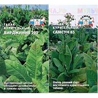 Свой табак на участке: экономьте на сигаретах!