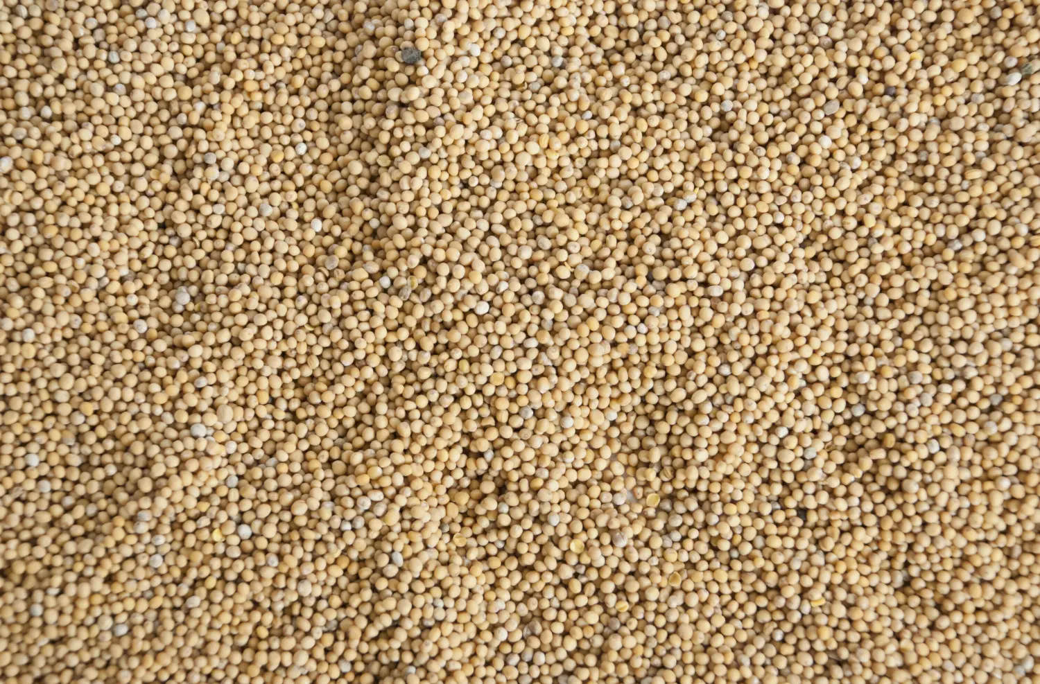 Сидерат Горчица, 0,5 кг