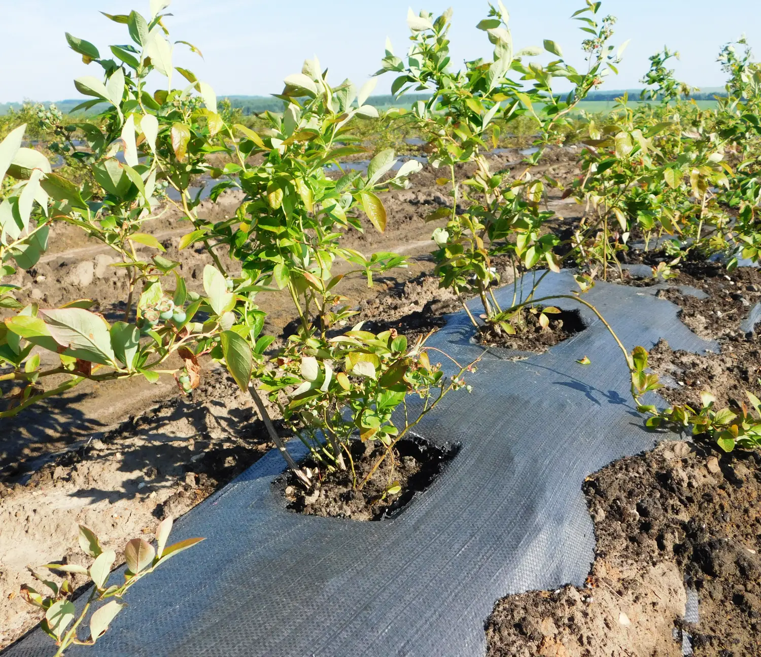 Агротекс Геоткань 100, Черный, 4,2*100 м, рул