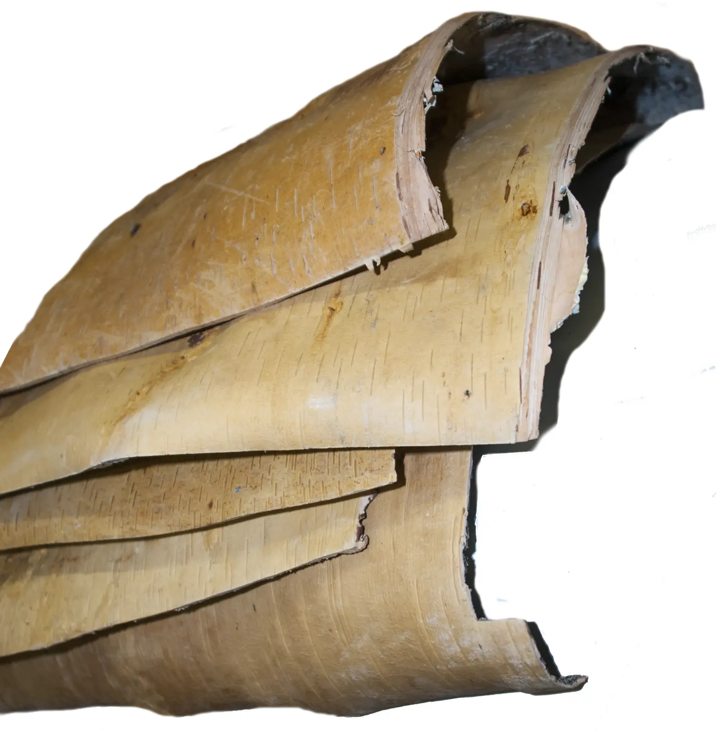 Береста в листах ( ~ 20 x 20 см), шт