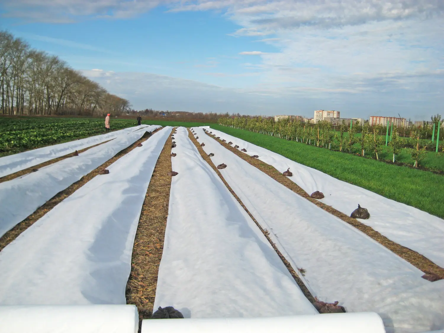 Агротекс Белый 60, 3,2*200 м, рул